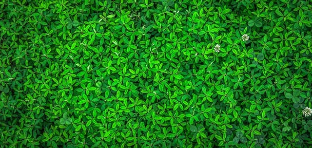 Eco-Friendly Travel Practices for Budget Optimization