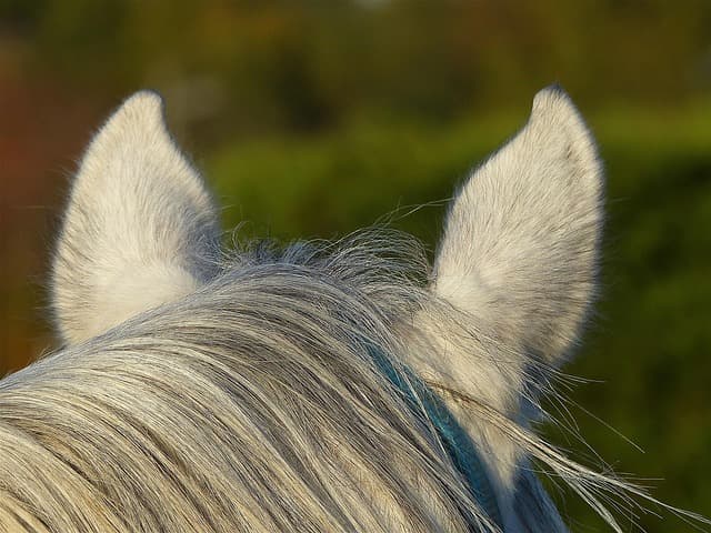 Adopcja psa: Przewodnik zakupowy i porady