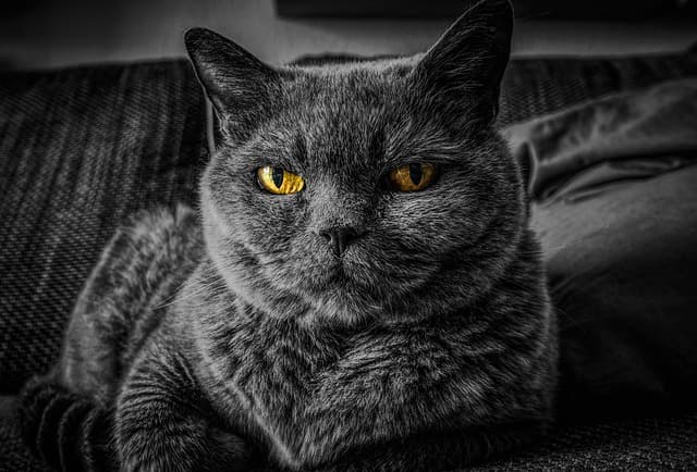 Senior Pet Care Guide: Essential Tips and Best Products