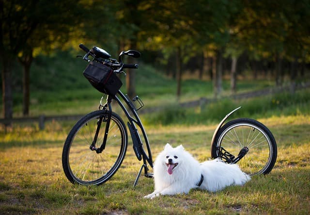 Fun Activities for Pets: Engaging Your Furry Friends